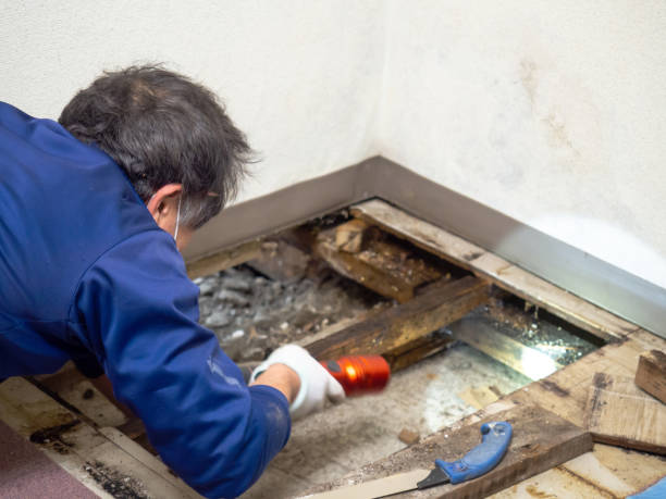Best Mold Damage Repair  in Rolling Hills, CA