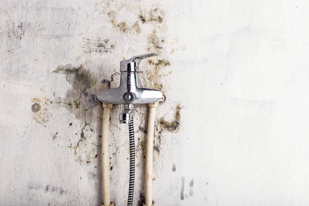 Best Home Mold Removal  in Rolling Hills, CA