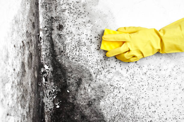 Best Mold Testing  in Rolling Hills, CA