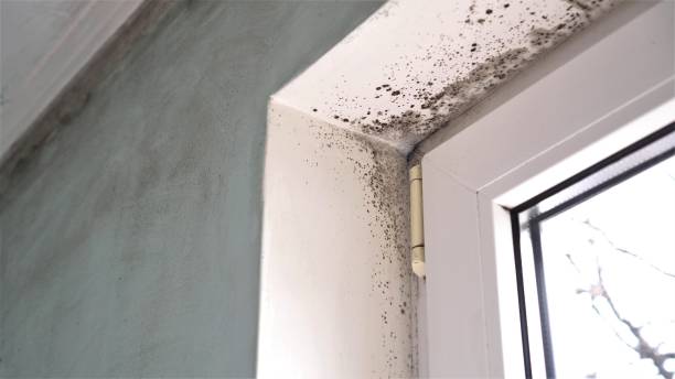 Best Mold Cleaning Services  in Rolling Hills, CA