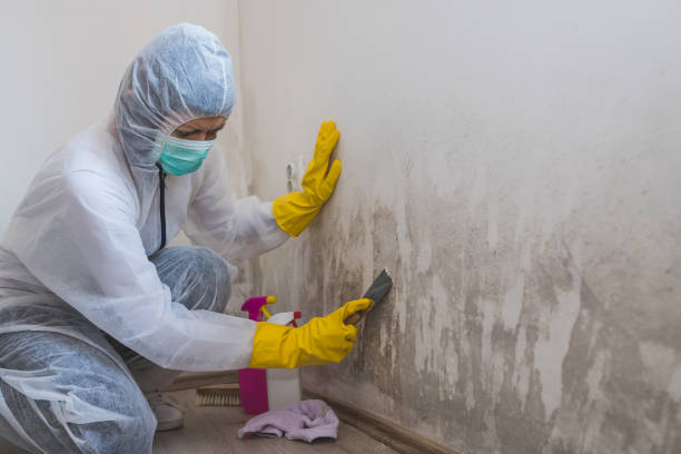 Best Emergency Mold Removal  in Rolling Hills, CA