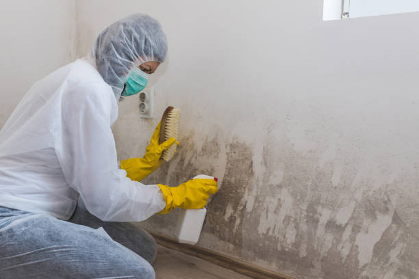 Best Crawl Space Mold Removal  in Rolling Hills, CA