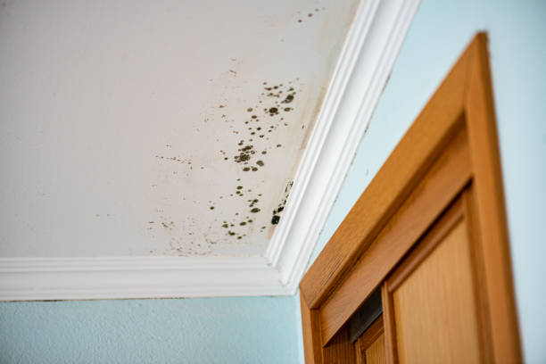 Best Mold Testing  in Rolling Hills, CA