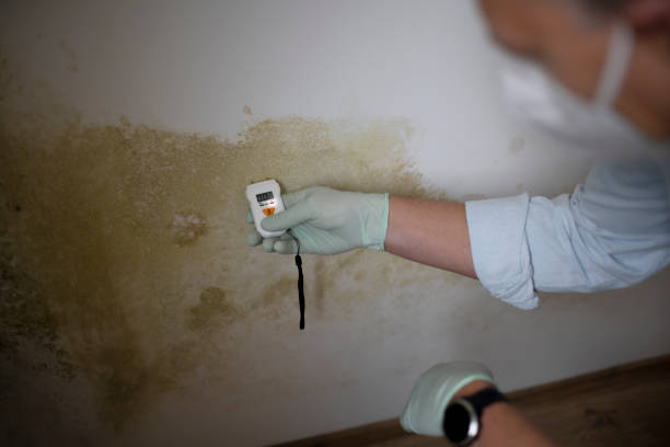 Best Certified Mold Removal  in Rolling Hills, CA