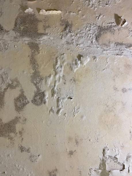 Best Emergency Mold Removal  in Rolling Hills, CA