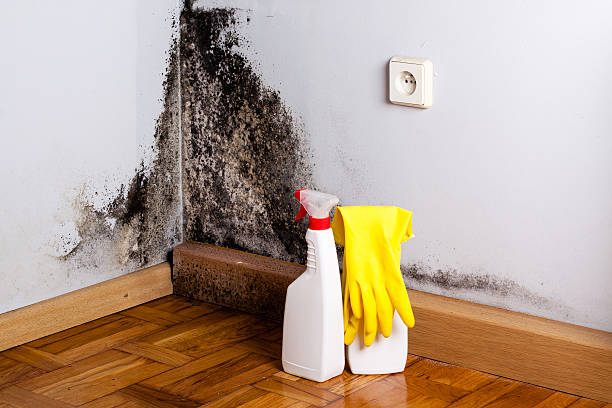 Best Certified Mold Removal  in Rolling Hills, CA
