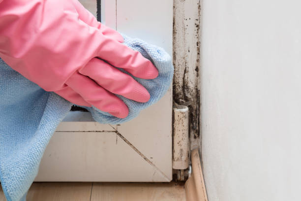 Reliable Rolling Hills, CA Mold Removal Solutions