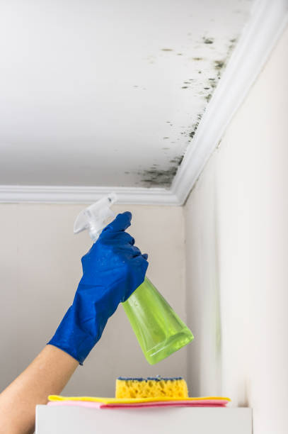 Best Office Mold Removal Services  in Rolling Hills, CA
